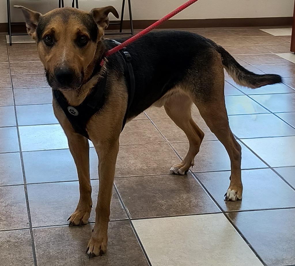 Enlarge Zoltan, a Adoptable mixed breed in Mocksville, NC image 2/5