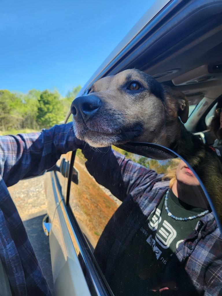 Enlarge Zoltan, a Adoptable mixed breed in Mocksville, NC image 3/5