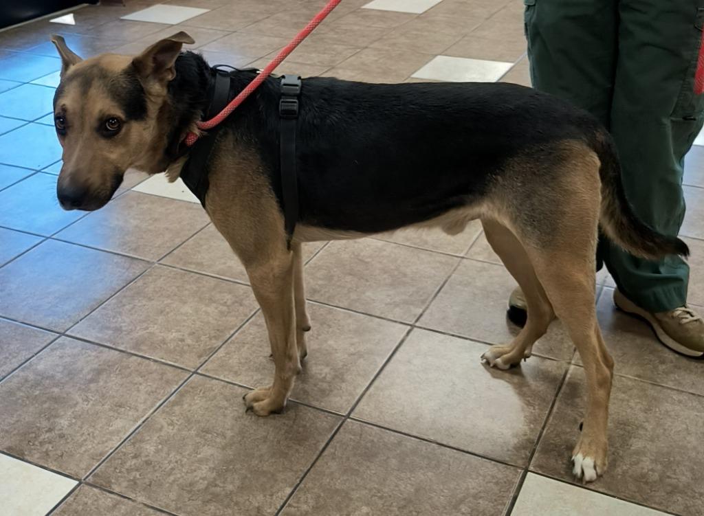 Enlarge Zoltan, a Adoptable mixed breed in Mocksville, NC image 4/5