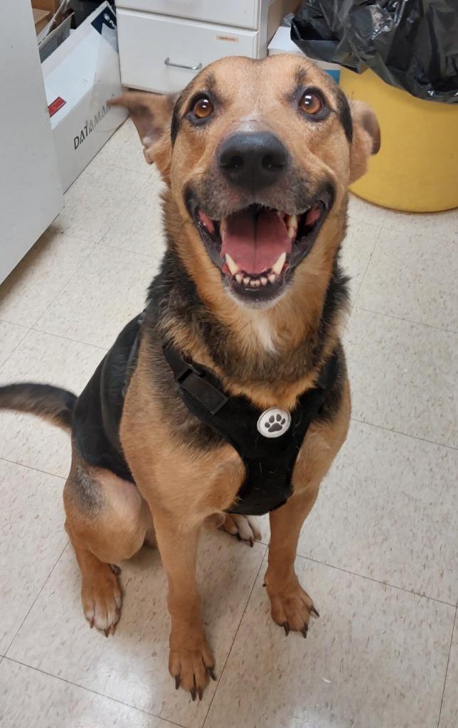Enlarge Zoltan, a Adoptable mixed breed in Mocksville, NC image 5/5