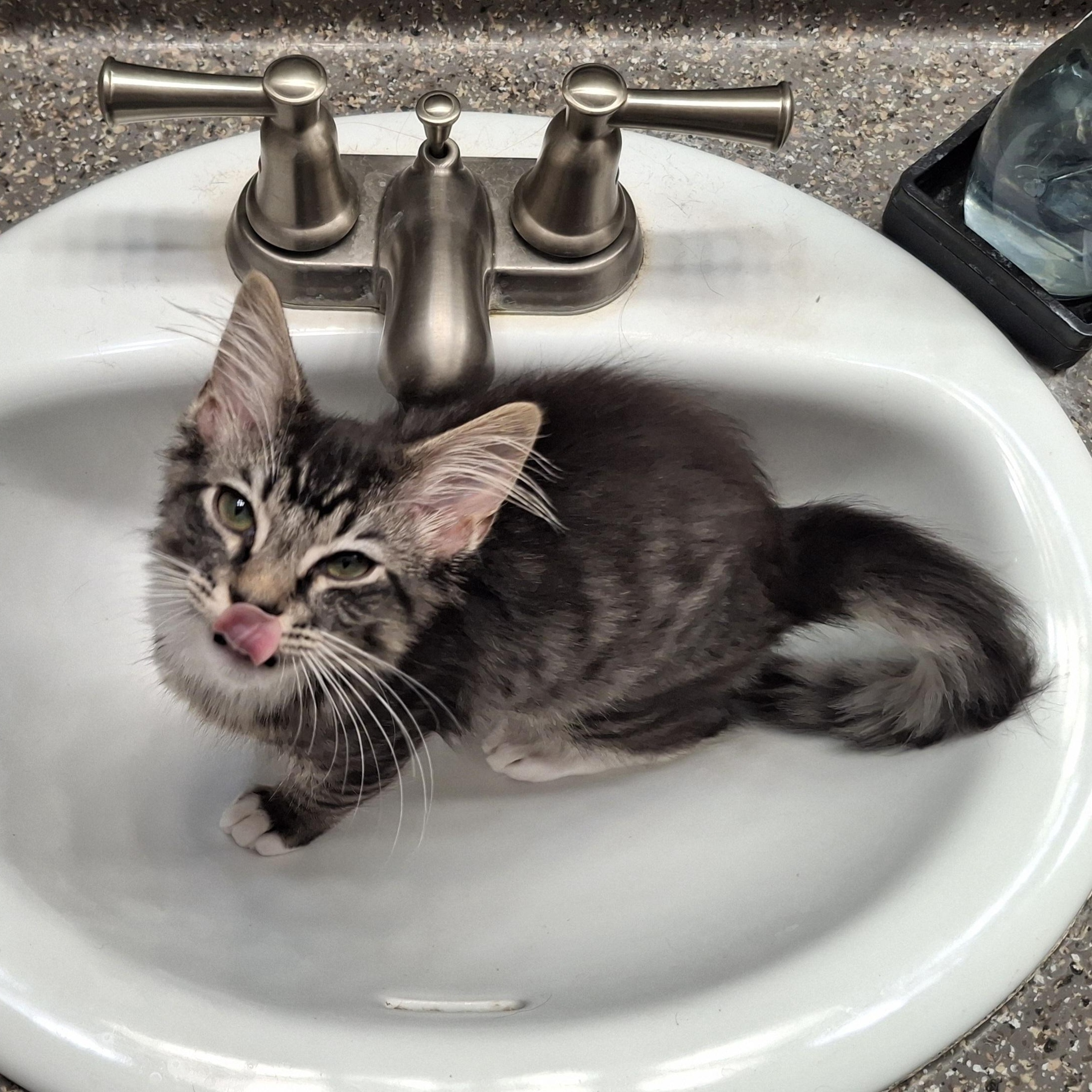 Enlarge :::Dawson & Atlas:::, an adopted mixed breed in Yorba Linda, CA image 5/6