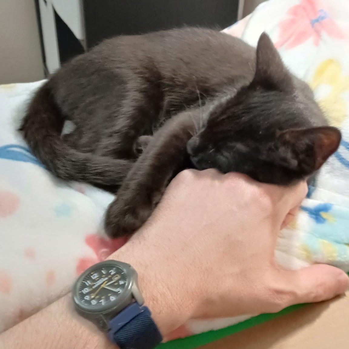 Enlarge :::Dawson & Atlas:::, an adopted mixed breed in Yorba Linda, CA image 3/6