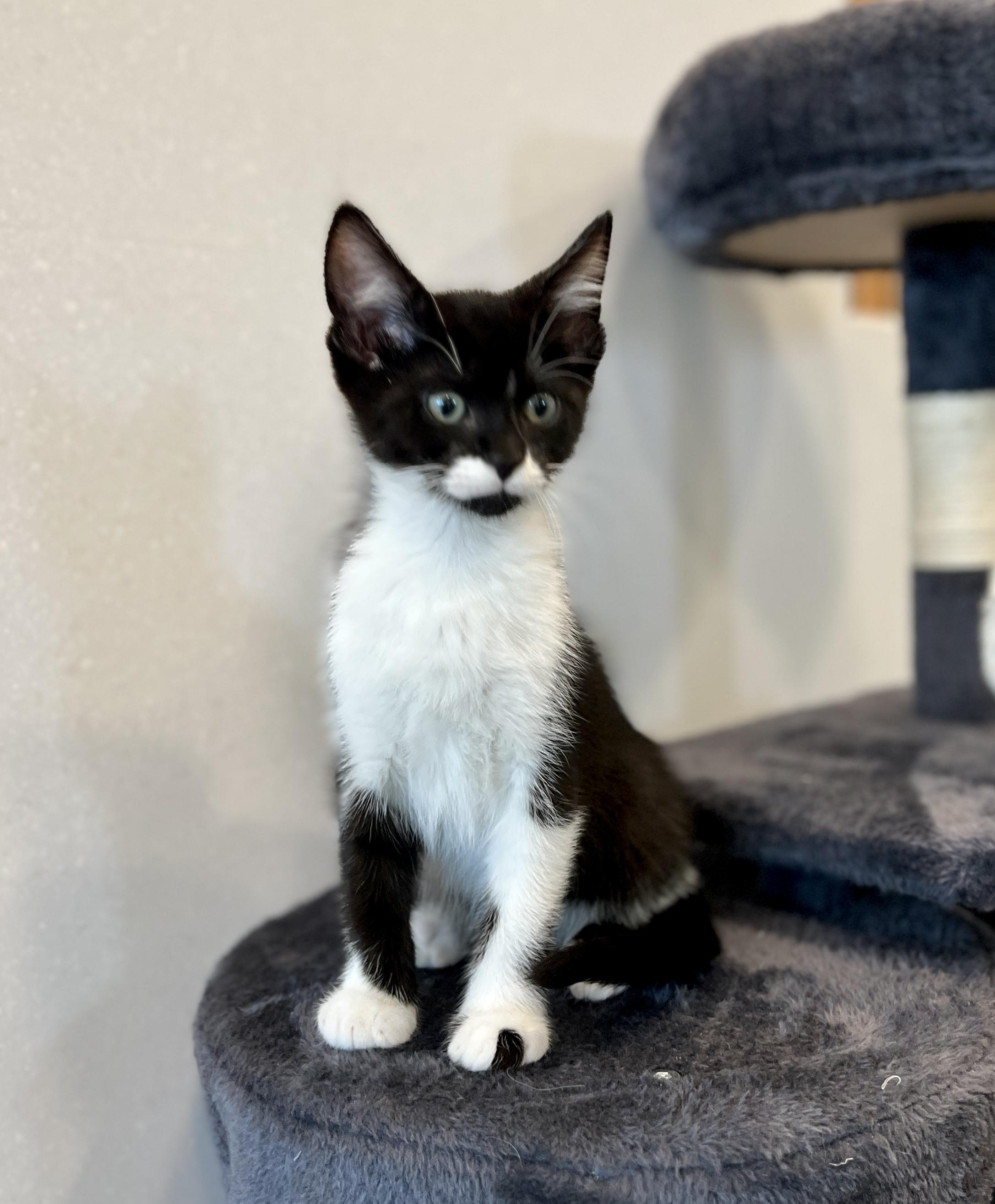 Enlarge Tinola, a ADOPTABLE Domestic Short Hair in Waldport, OR image 1/1