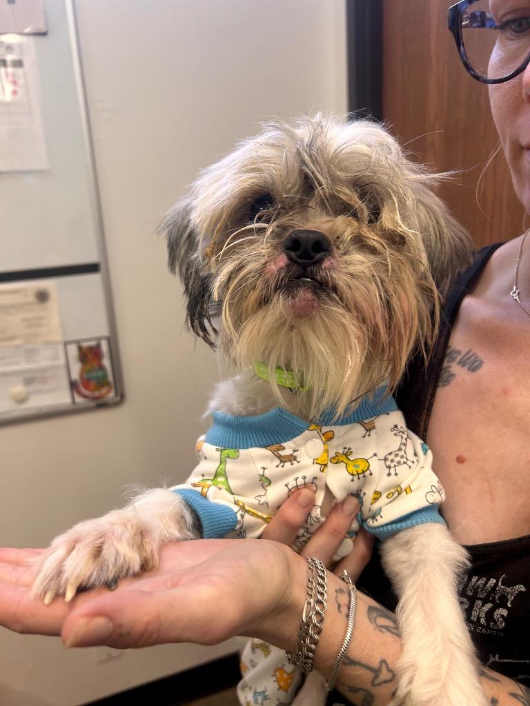 Bender, Adoptable, Adult Male Mixed Breed.