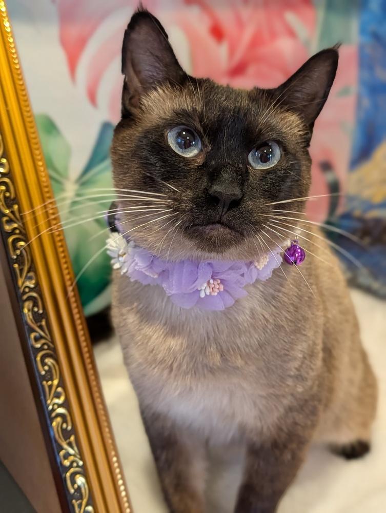 Enlarge Kenya, a Adoptable mixed breed in Fremont, CA image 2/6