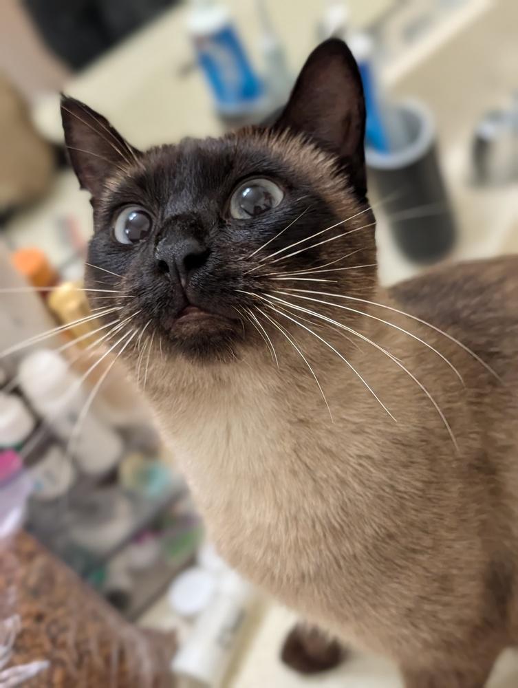 Enlarge Kenya, a Adoptable mixed breed in Fremont, CA image 4/6