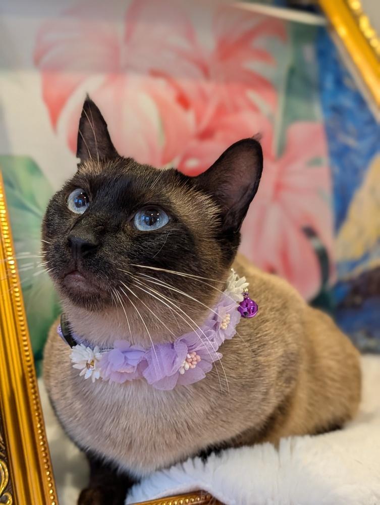 Enlarge Kenya, a Adoptable mixed breed in Fremont, CA image 5/6