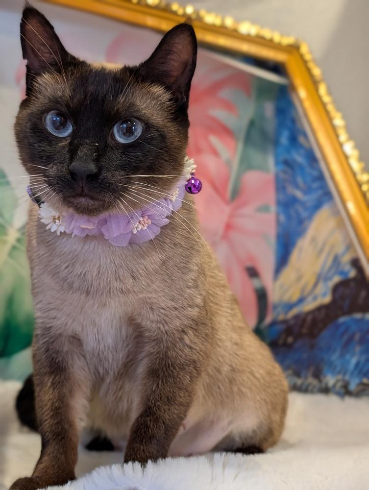 Enlarge Kenya, a Adoptable mixed breed in Fremont, CA image 6/6