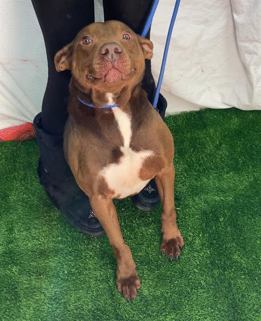 Enlarge TOTEM, a Adoptable mixed breed in Chester, SC image 1/1