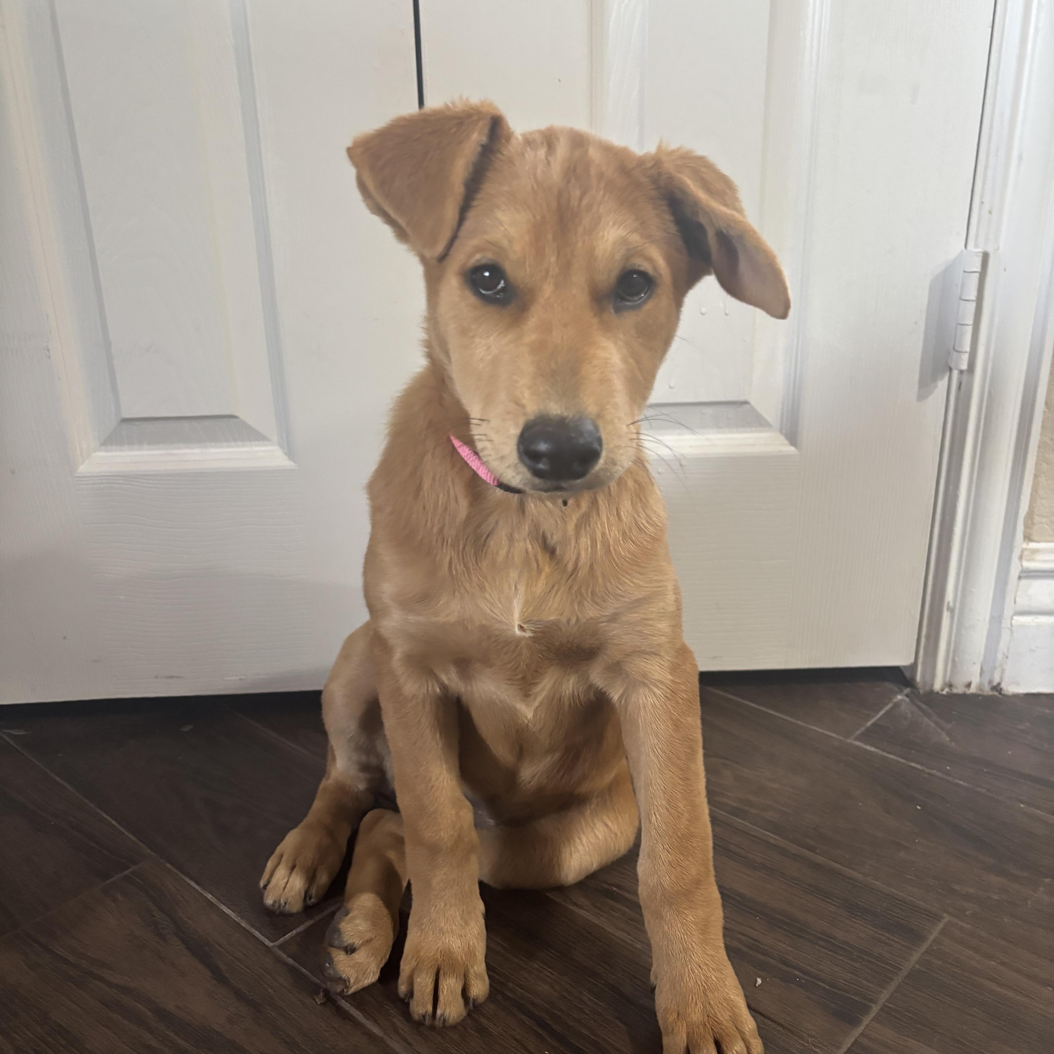 Maple, Adoptable, Puppy Female Golden Retriever & Labrador Retriever.
