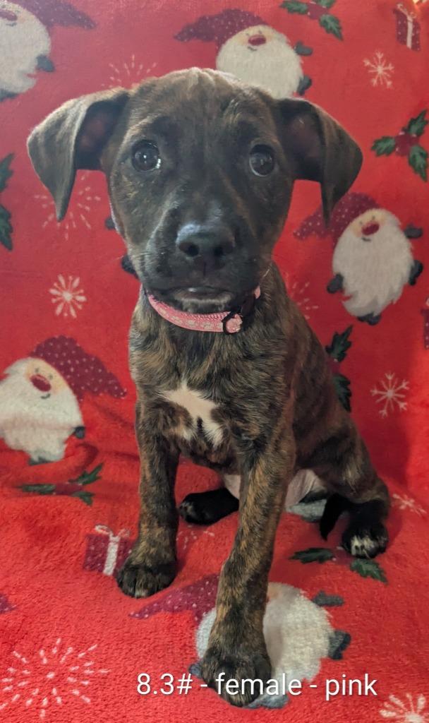 Enlarge Gala, a Adoptable mixed breed in sun prairie, WI image 1/1