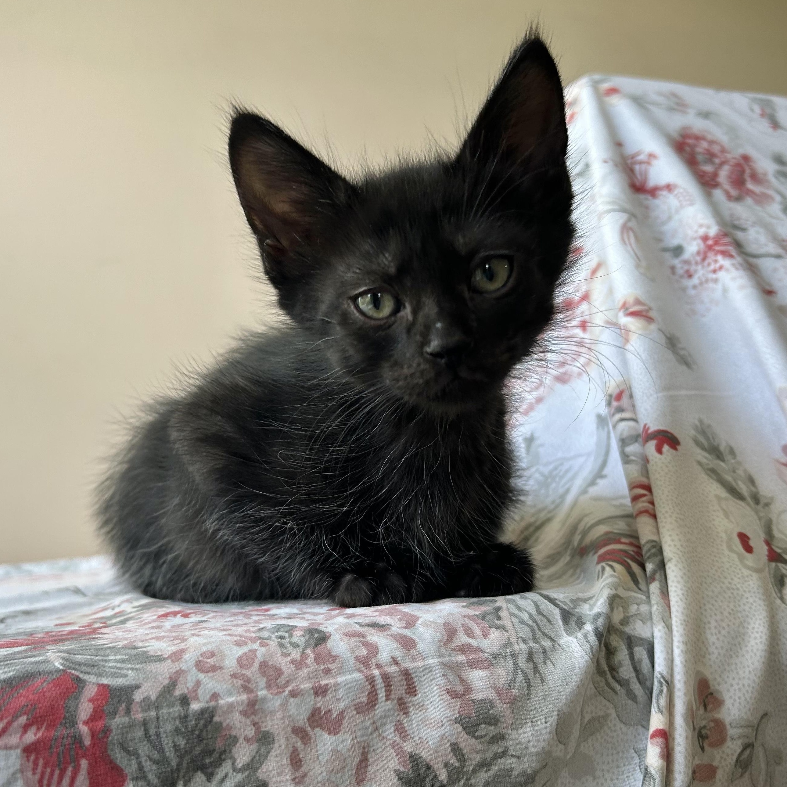 Curly, adopted, Kitten Male Domestic Short Hair.