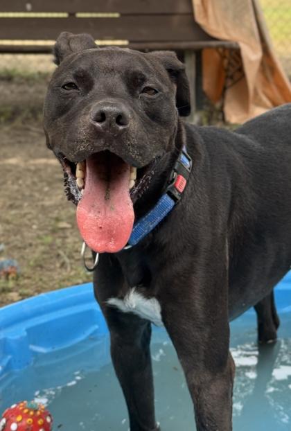 Enlarge Sterling, a Adoptable mixed breed in San Antonio, TX image 2/4