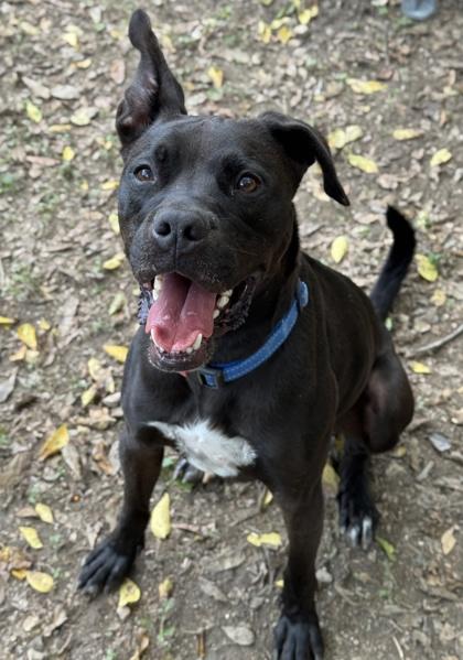Sterling, Adoptable, Adult Male Labrador Retriever & Boxer.