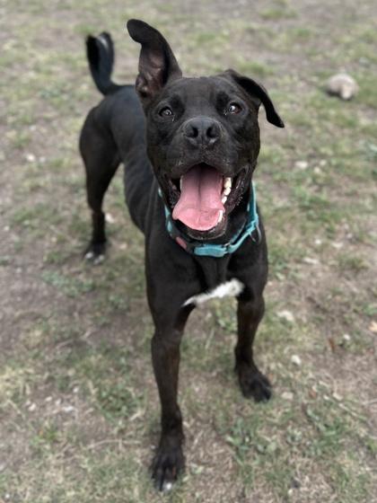 Enlarge Sterling, a Adoptable mixed breed in San Antonio, TX image 1/3