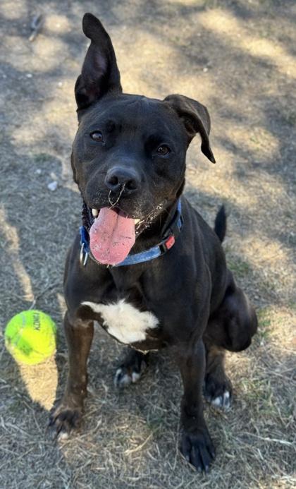 Enlarge Sterling, a Adoptable mixed breed in San Antonio, TX image 4/6