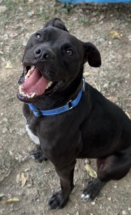 Enlarge Sterling, a Adoptable mixed breed in San Antonio, TX image 2/3