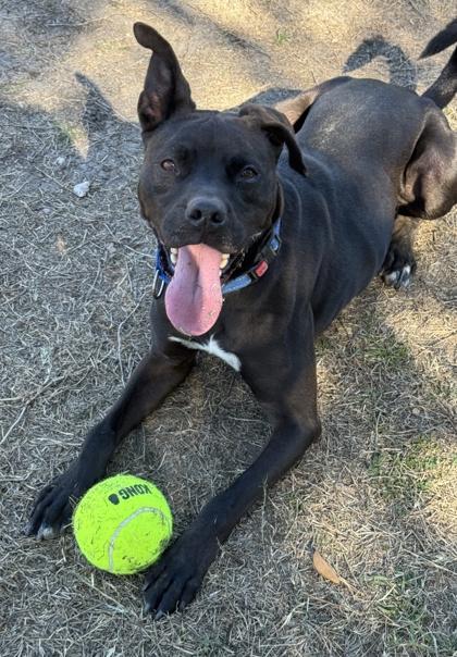 Sterling, Adoptable, Adult Male Labrador Retriever & Boxer.