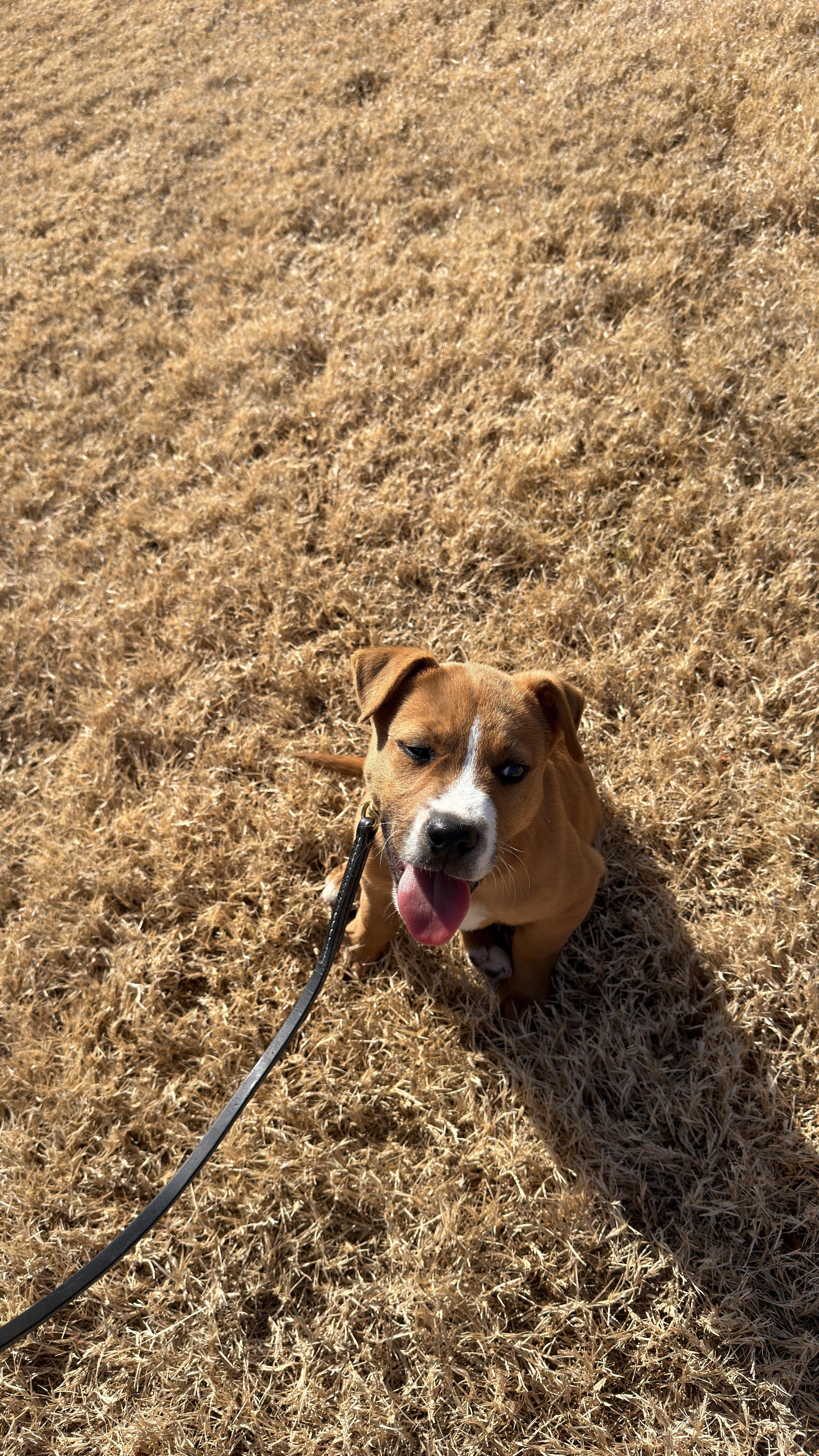 Gary GDP, a ADOPTABLE mixed breed in Denton, TX image 3/4