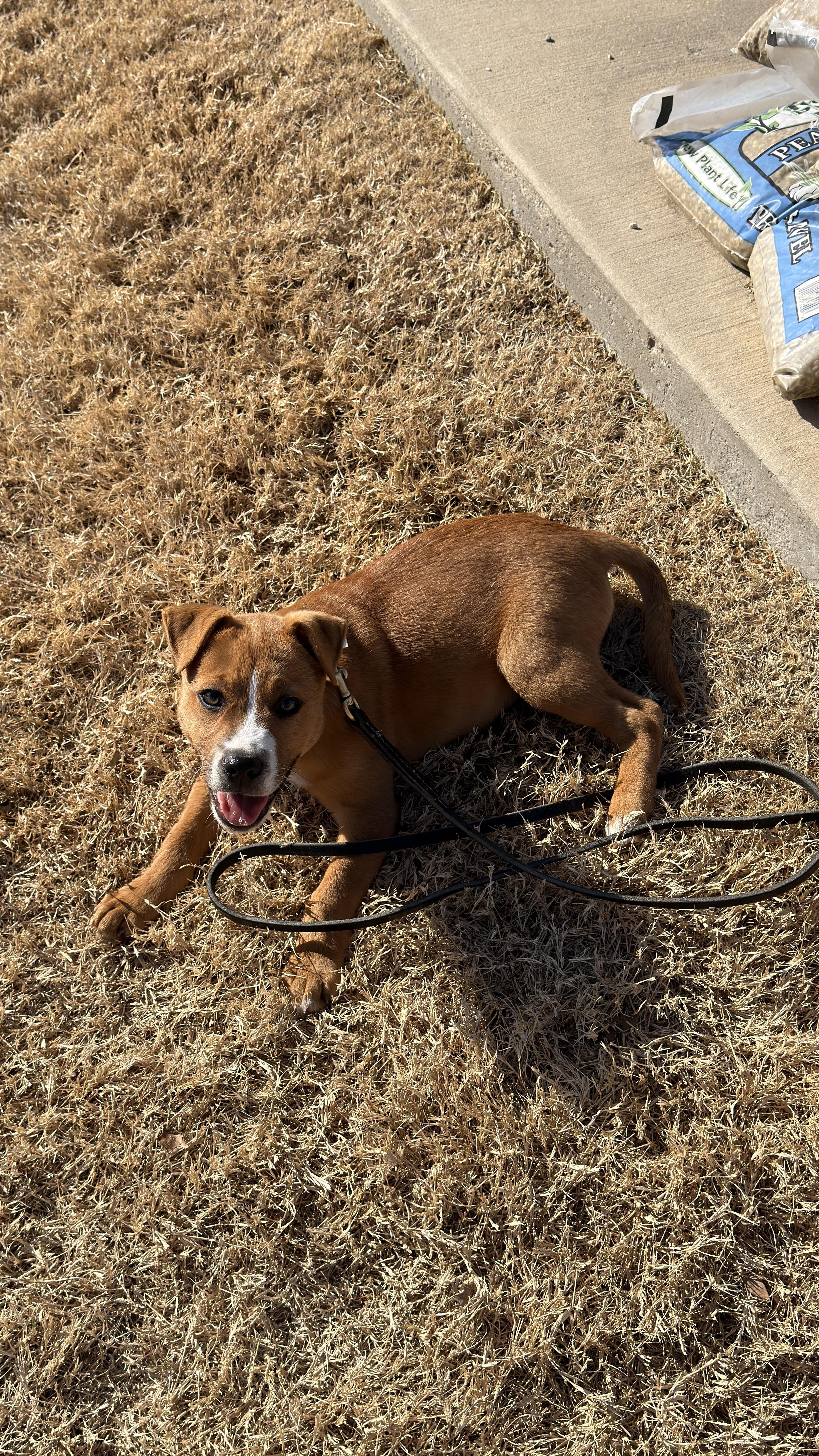 Gary GDP, a ADOPTABLE mixed breed in Denton, TX image 2/4