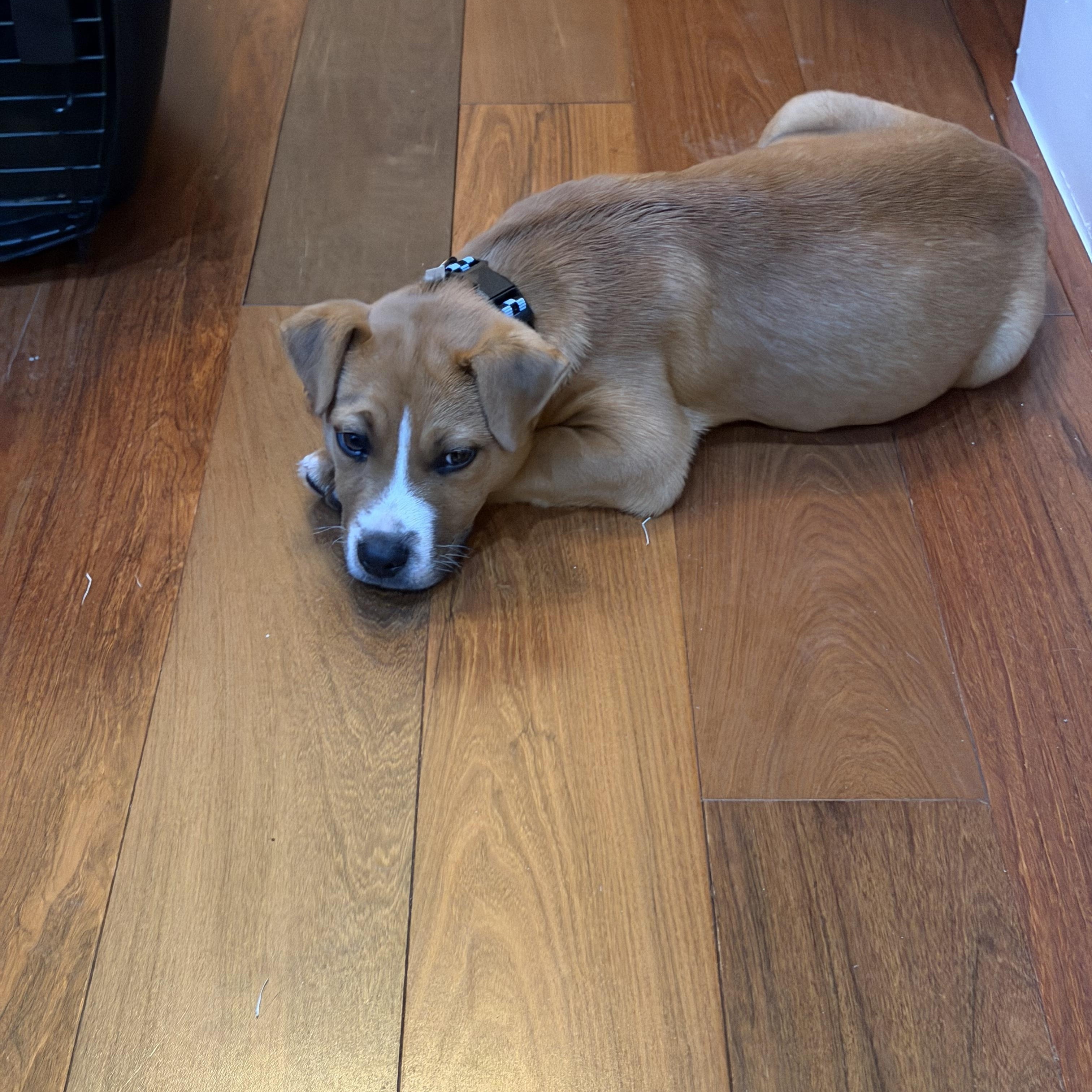 Gary GDP, a ADOPTABLE mixed breed in Denton, TX image 1/4