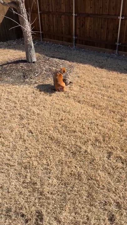 Enlarge Gary GDP, a ADOPTABLE mixed breed in Denton, TX video 4/4