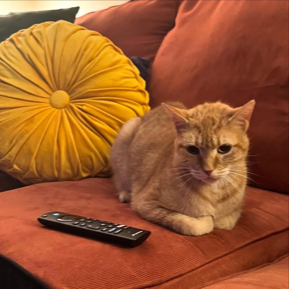 Enlarge Pumpkin , a ADOPTABLE Domestic Short Hair in Glassboro, NJ image 4/4