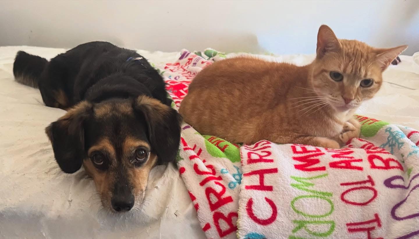 Enlarge Pumpkin , a ADOPTABLE Domestic Short Hair in Glassboro, NJ image 2/4