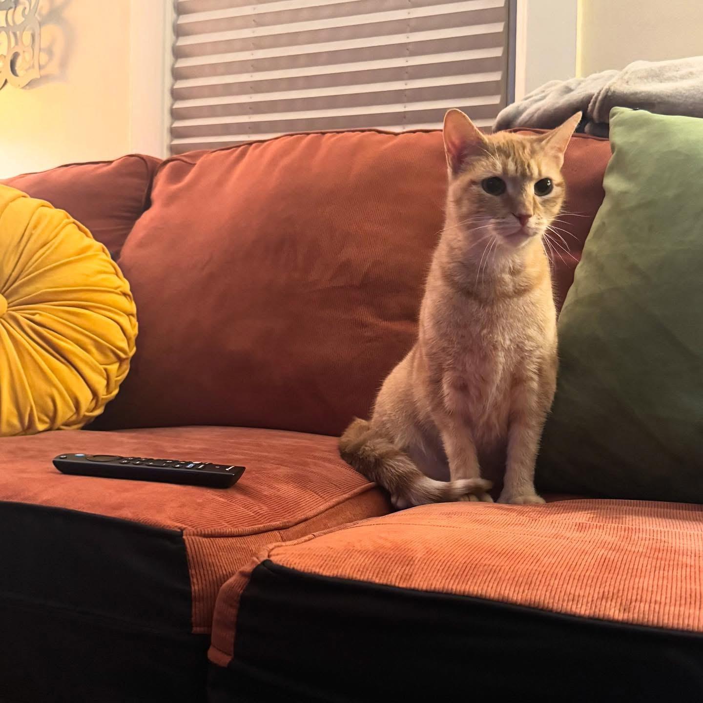 Enlarge Pumpkin , a ADOPTABLE Domestic Short Hair in Glassboro, NJ image 1/4