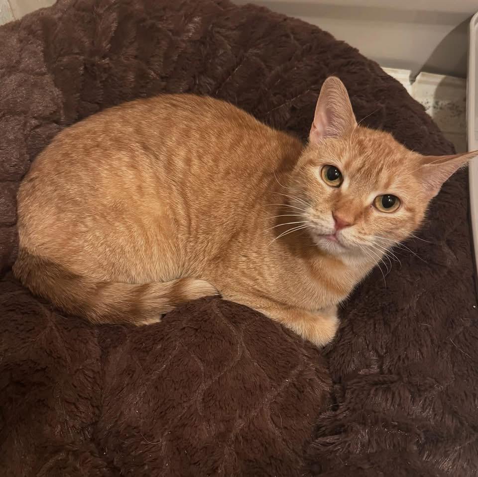 Enlarge Pumpkin , a ADOPTABLE Domestic Short Hair in Glassboro, NJ image 3/4