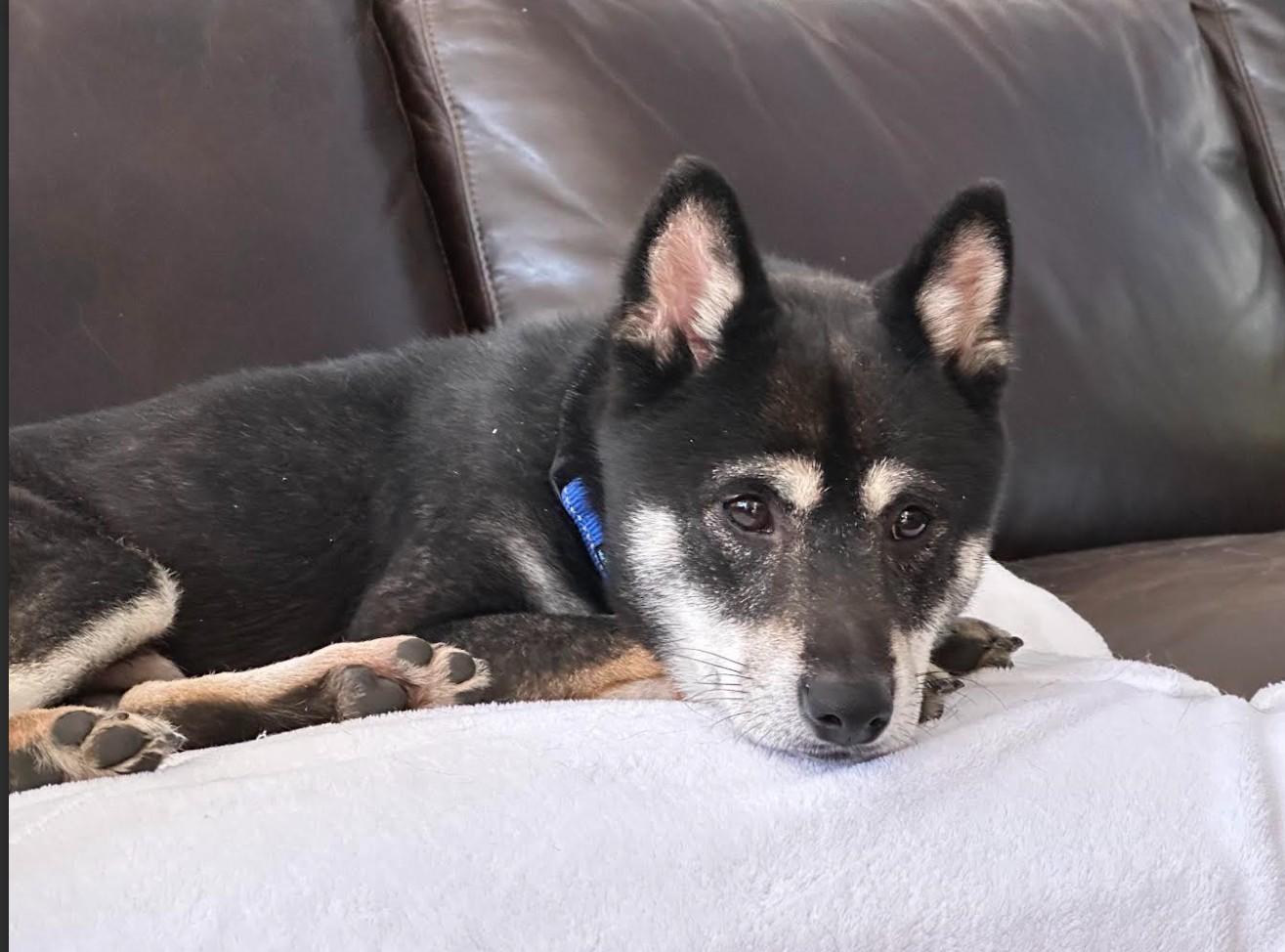 Enlarge Zayne, an adopted Shiba Inu in Toms River, NJ image 1/6