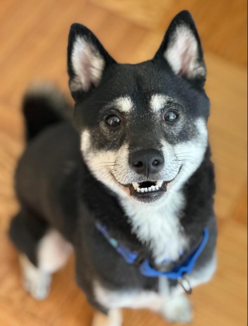 Enlarge Zayne, an adopted Shiba Inu in Toms River, NJ image 4/6