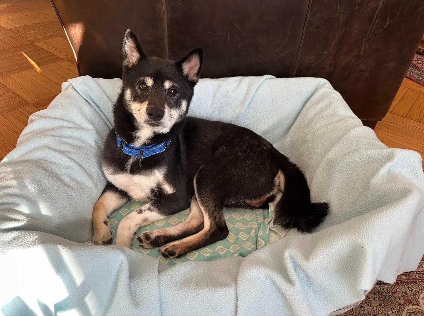 Enlarge Zayne, an adopted Shiba Inu in Toms River, NJ image 5/6