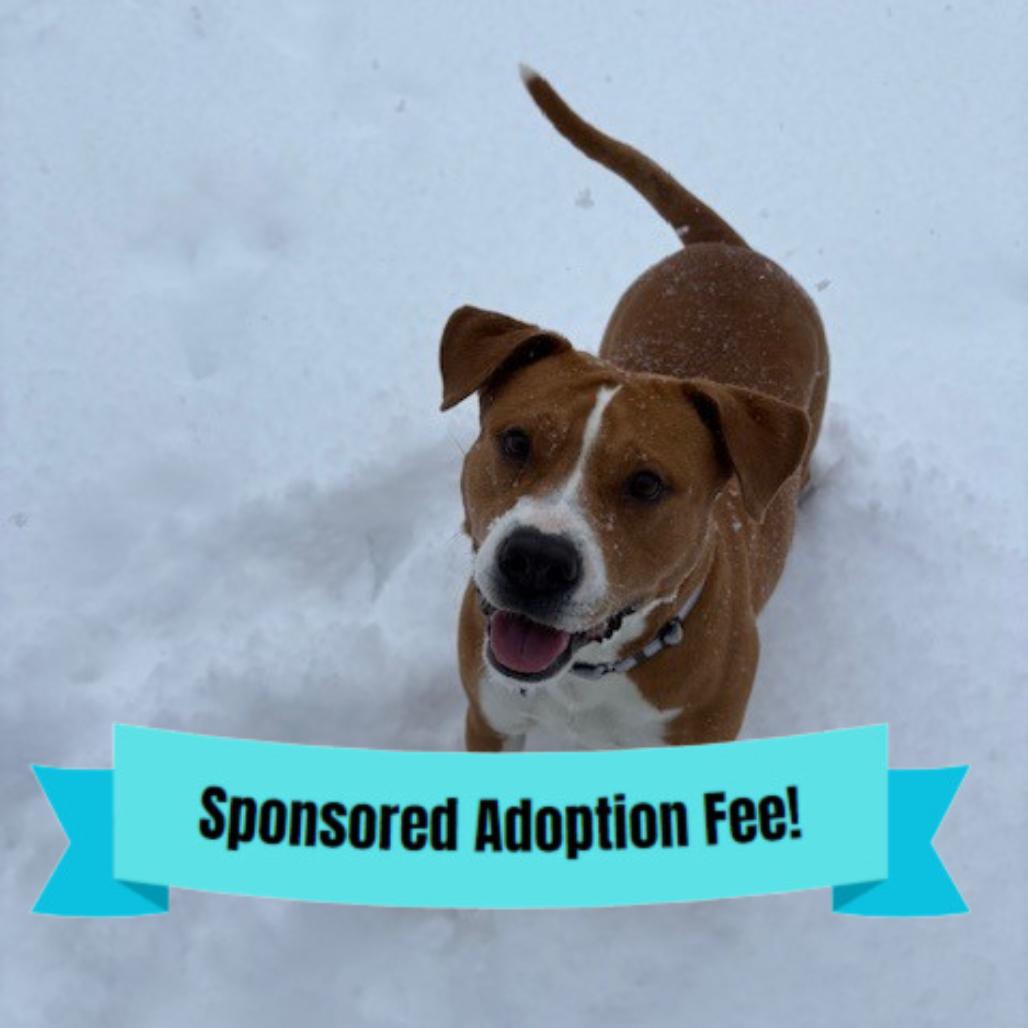 Winnie, Adoptable, Adult Female Mixed Breed.