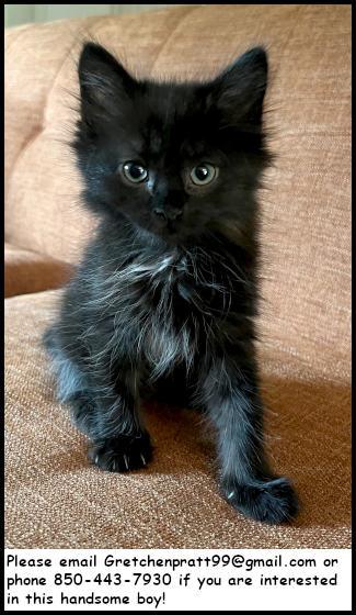 Enlarge Miso, a Adopted Domestic Medium Hair in Oak Ridge, TN image 1/3