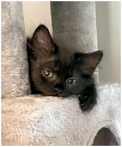 Enlarge Miso, a Adopted Domestic Medium Hair in Oak Ridge, TN image 2/3