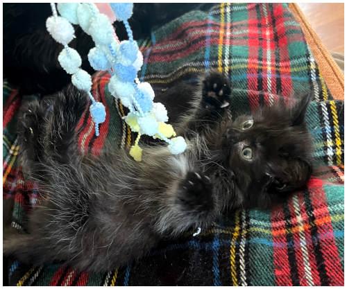 Enlarge Miso, a Adopted Domestic Medium Hair in Oak Ridge, TN image 3/3