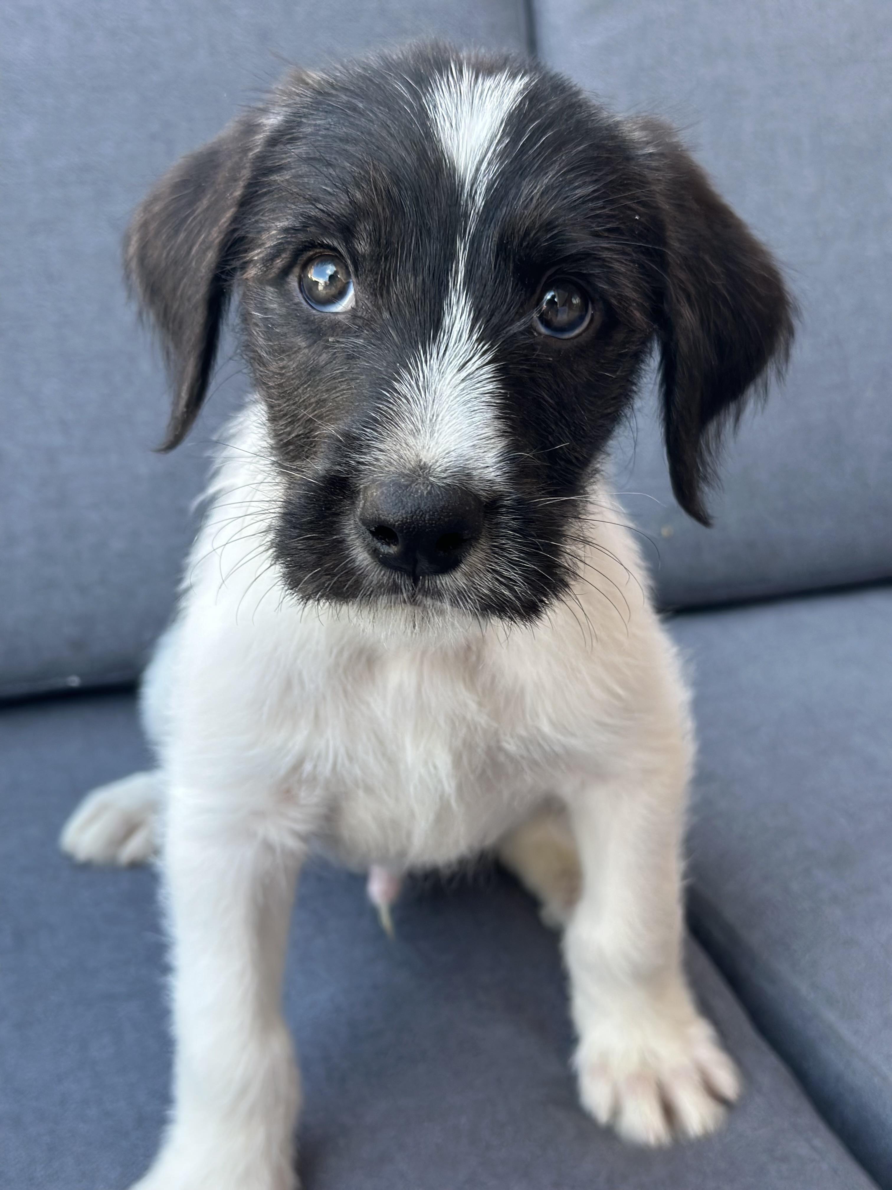 Enlarge Five, an adoptable Border Collie in Richmond, VA image 2/6