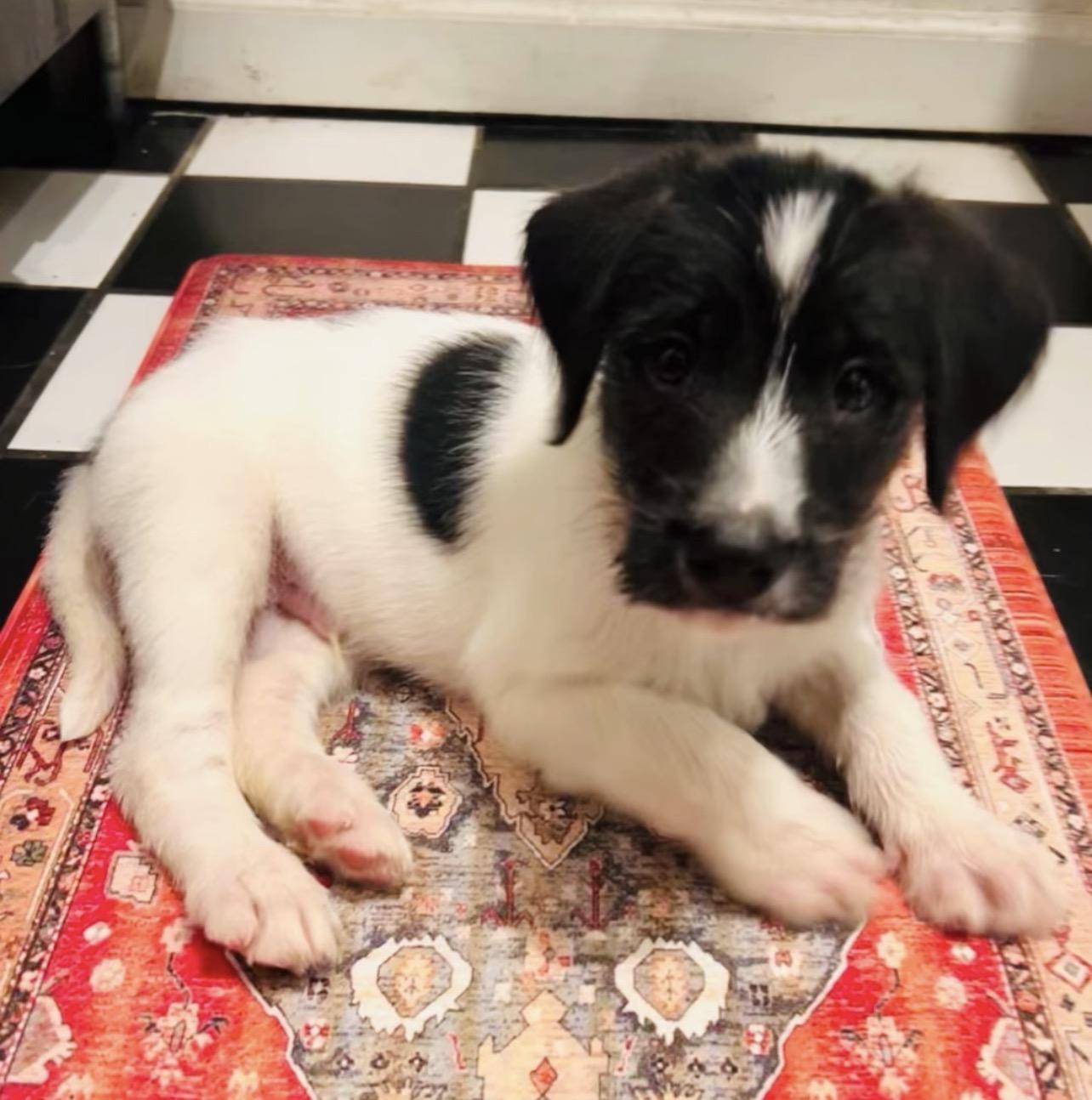 Enlarge Five, an adoptable Border Collie in Richmond, VA image 3/6