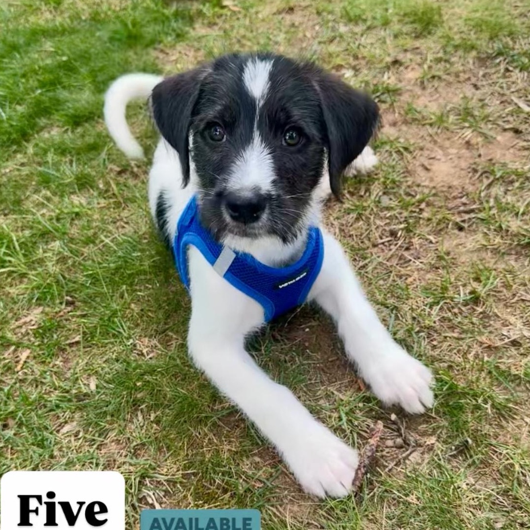 Enlarge Five, an adoptable Border Collie in Richmond, VA image 1/6