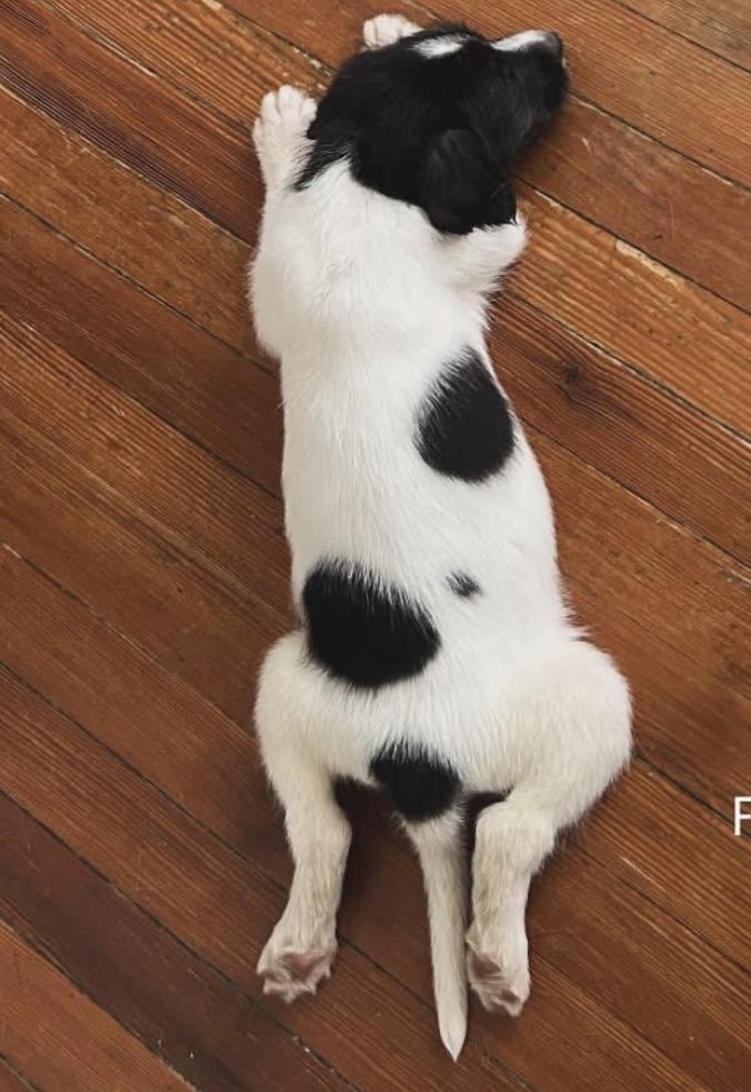 Enlarge Five, an adoptable Border Collie in Richmond, VA image 5/6
