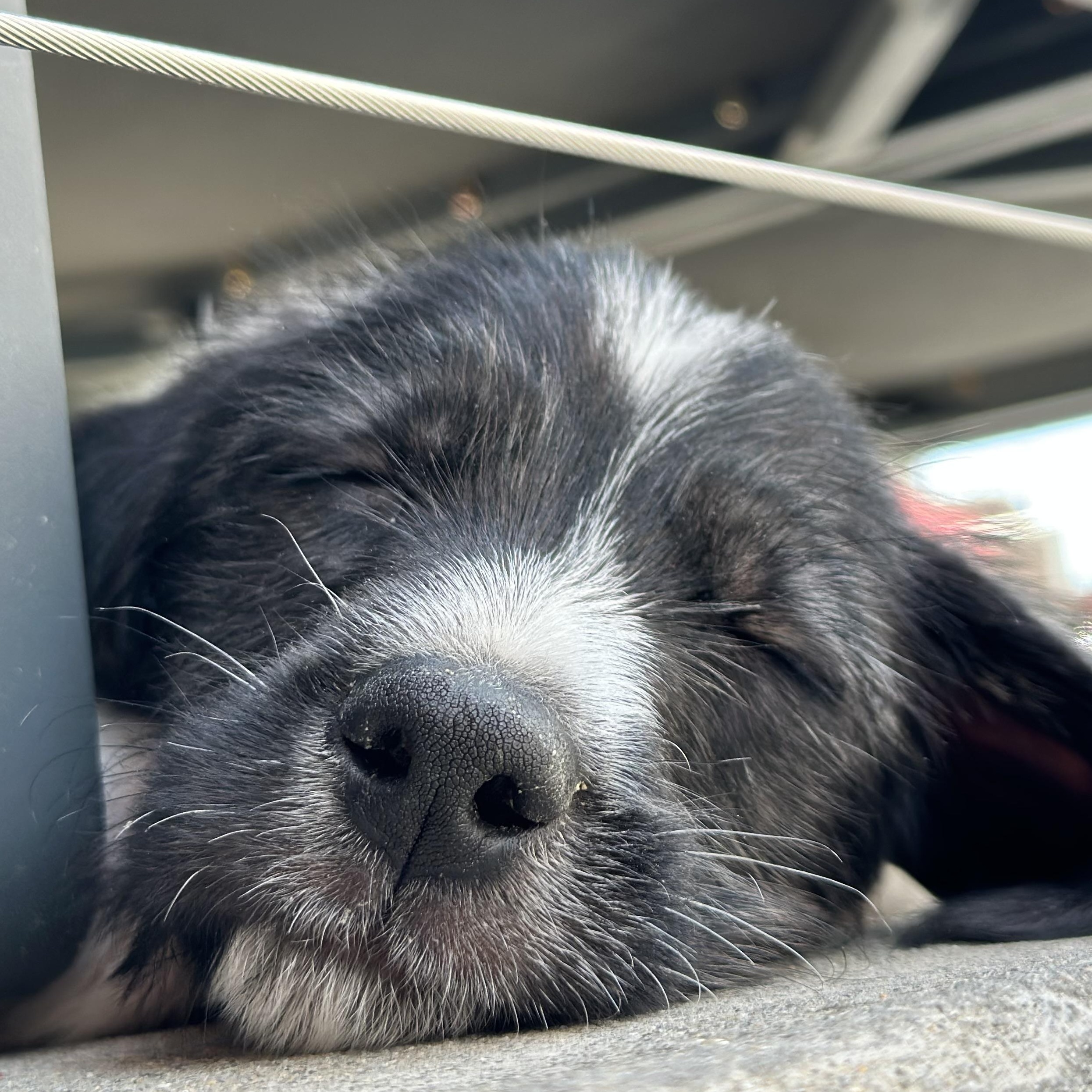 Enlarge Five, an adoptable Border Collie in Richmond, VA image 6/6