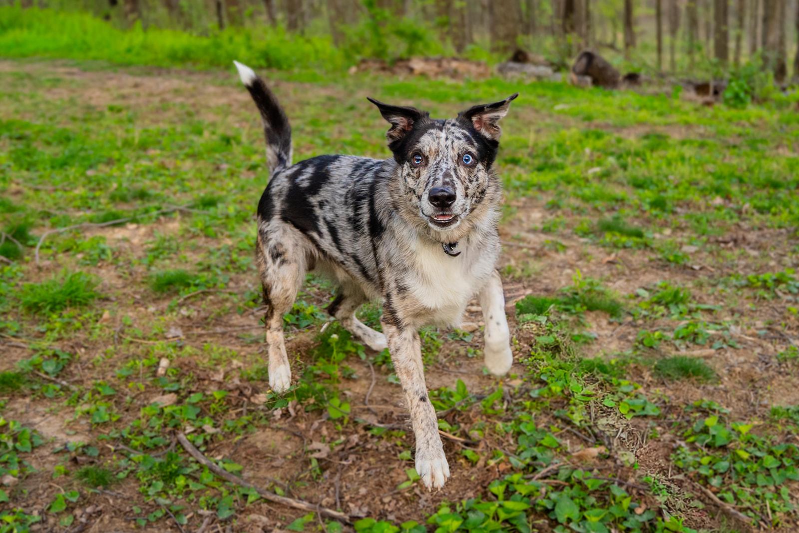 Enlarge Jasper, a ADOPTABLE mixed breed in Dellslow, WV image 4/6