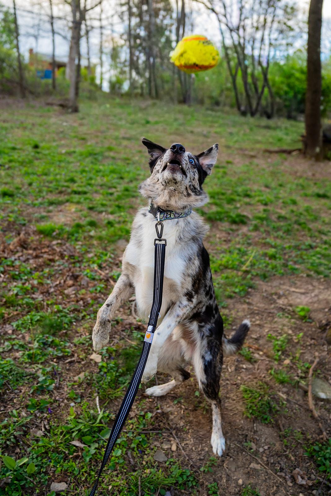 Enlarge Jasper, a ADOPTABLE mixed breed in Dellslow, WV image 6/6