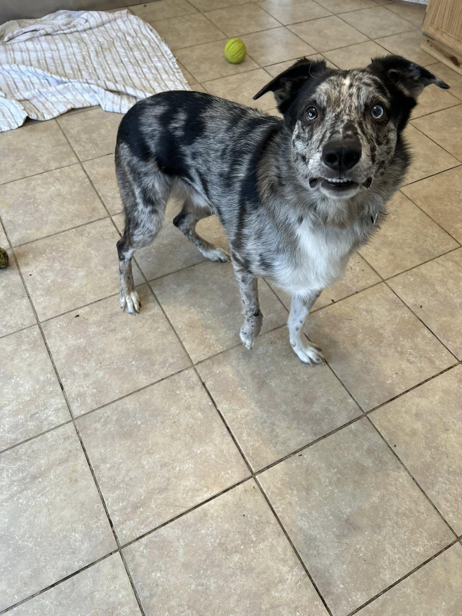 Enlarge Jasper, a ADOPTABLE mixed breed in Dellslow, WV image 2/5