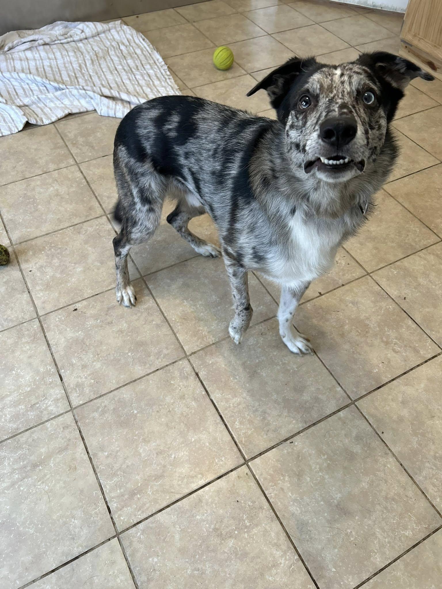 Enlarge Jasper, a ADOPTABLE mixed breed in Dellslow, WV image 5/5