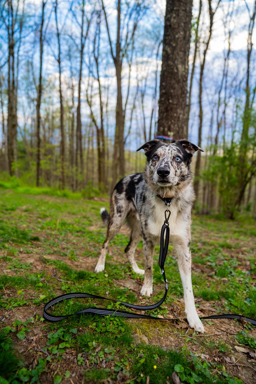 Enlarge Jasper, a ADOPTABLE mixed breed in Dellslow, WV image 3/6