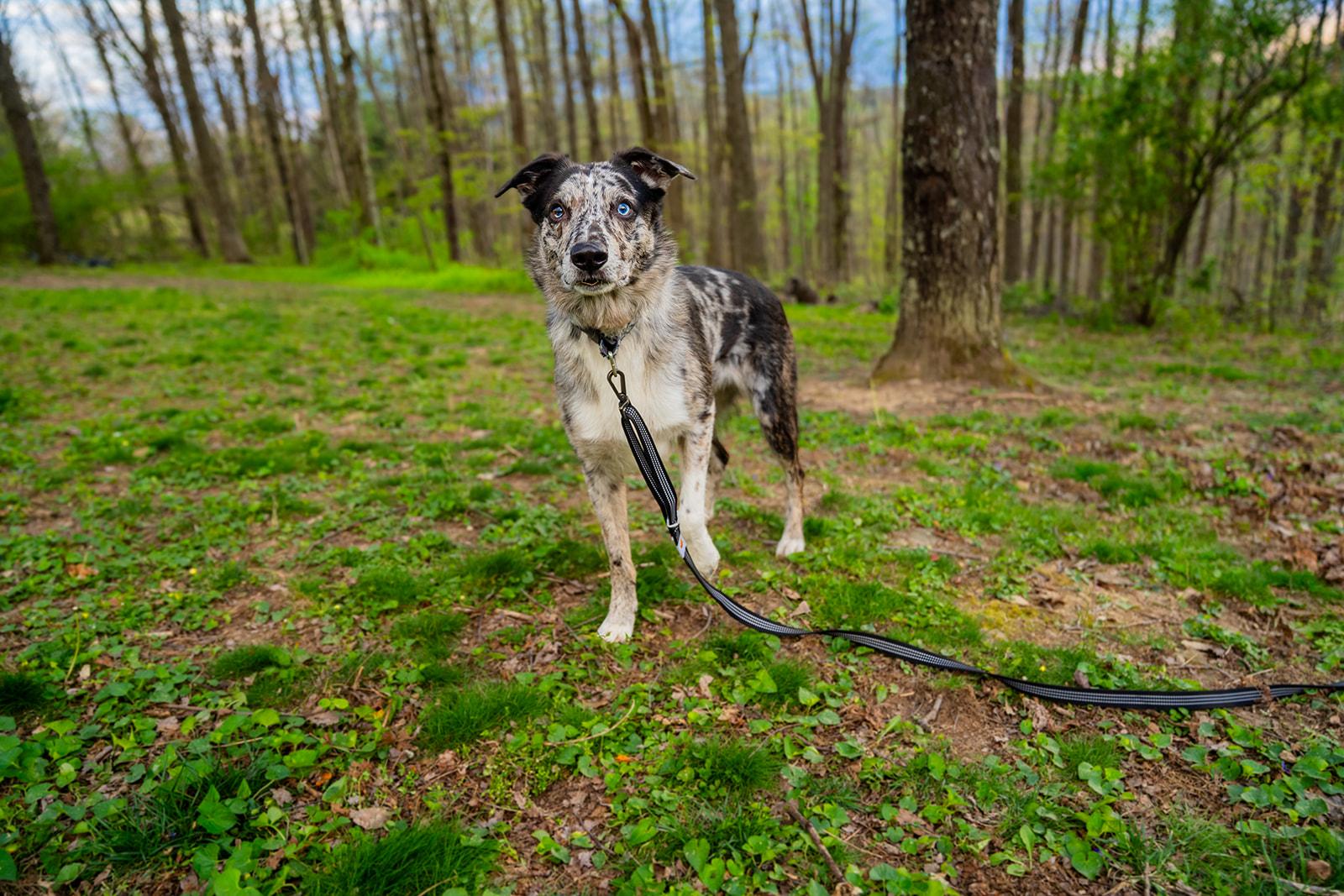 Enlarge Jasper, a ADOPTABLE mixed breed in Dellslow, WV image 1/6