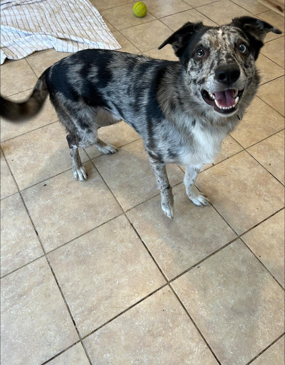 Enlarge Jasper, a ADOPTABLE mixed breed in Dellslow, WV image 3/5