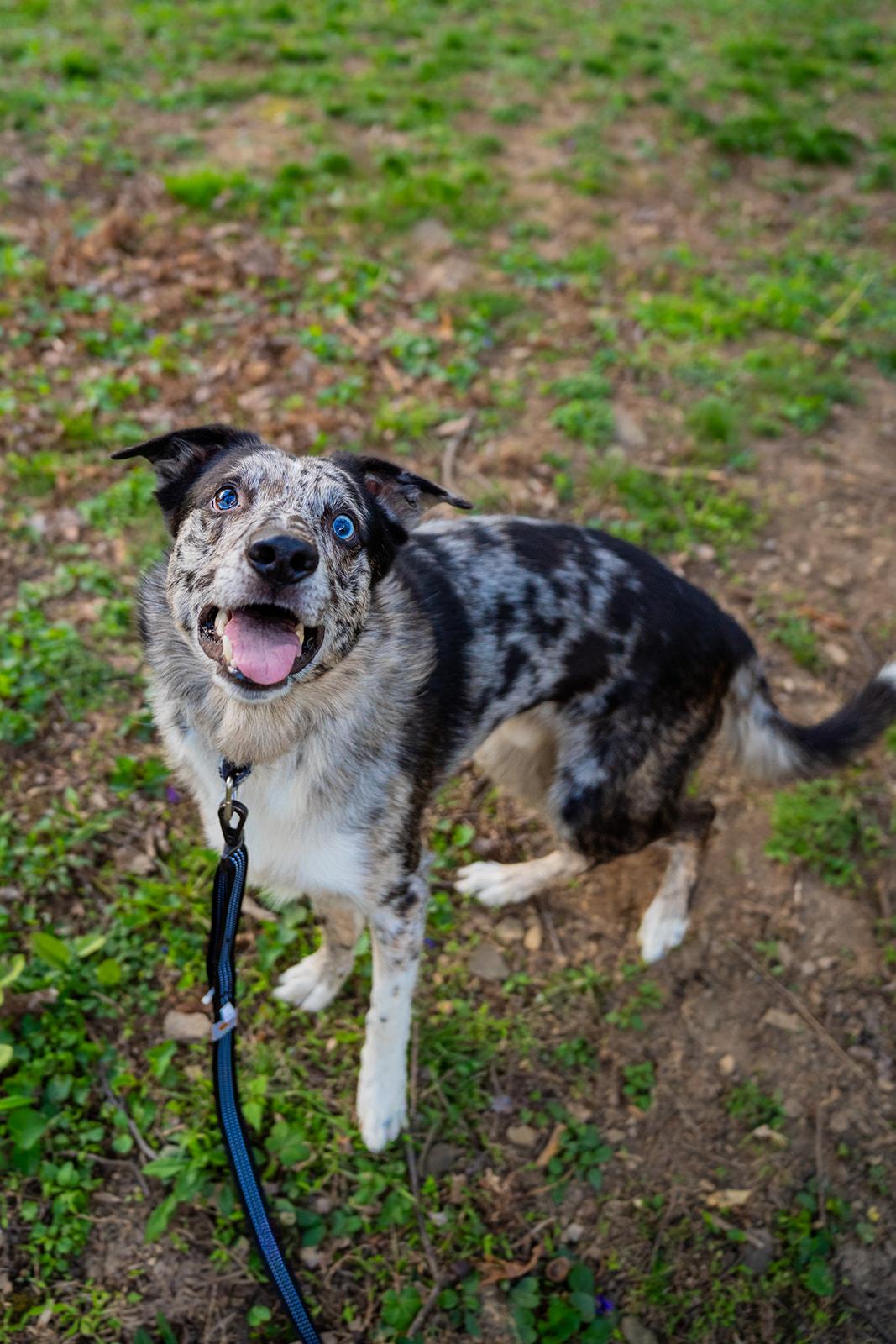 Enlarge Jasper, a ADOPTABLE mixed breed in Dellslow, WV image 5/6